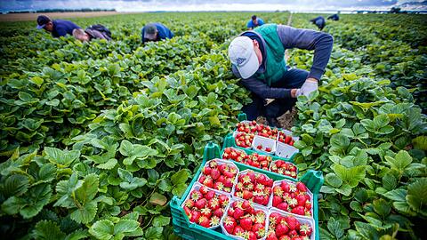 Agrarminister ohne Beschluss zum Mindestlohn. (Symbolbild)