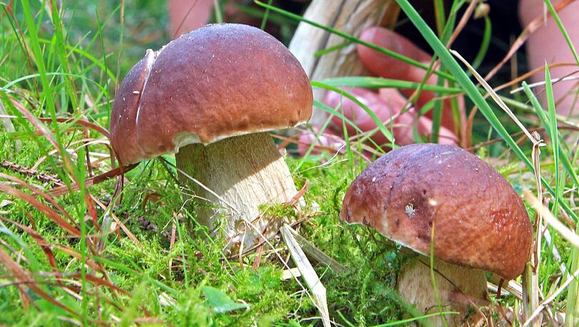 Nicht nur die essbaren Steinpilze (Bild) landen bei den bayerischen Schwammerl-Sammlern auf dem Teller. Nicht nur die essbaren Steinpilze (Bild) landen bei den bayerischen Schwammerl-Sammlern auf dem Teller.