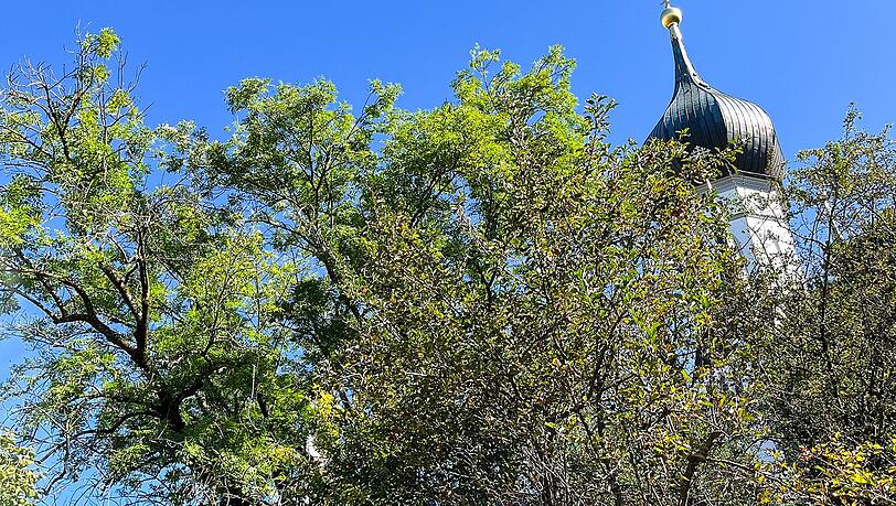 Ernten erlaubt: Von diesem Apfelbaum auf &ouml;ffentlichem Grund, am &Uuml;bergang von der Lebscheestra&szlig;e zur Birkenleiten, k&ouml;nnen B&uuml;rger im Herbst &Auml;pfel ernten.