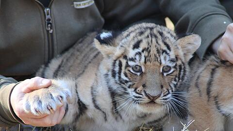 Krallenuntersuchung: Die Tigerbabys sind gesund und munter.