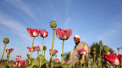 Der Opiumanbau ist in Afghanistan nach UN-Angaben im vergangenen Jahr wieder stark angestiegen. (Archivbild)