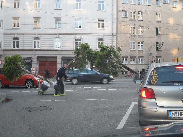 Achtung, Bäume kreuzen: Eine Begegnung der anderen Art in der Grasserstraße/Ecke Landsberger Straße.