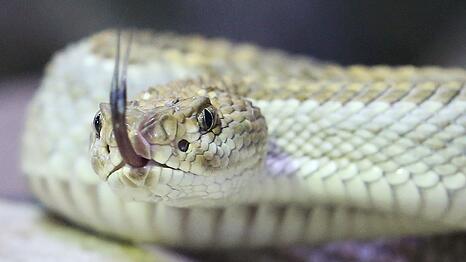 Der Allg&auml;uer Gemeinde Blaichach drohen hohe Kosten f&uuml;r die Unterbringung von neun giftigen Schlangen. (Symbolfoto)