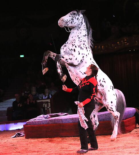 Bilder von der Weihnachtspremiere im Circus Krone