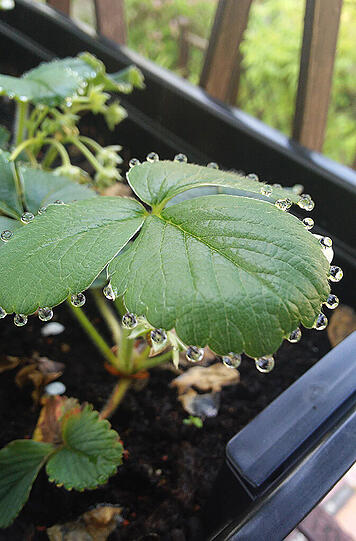 Carolin Liebetrau zu ihrem Schnappschuss: "Dieses Foto habe ich in dieser Woche an einem wieder Mal verregneten "Sommertag" auf meinem Balkon geknipst. Die Erdbeeren trotzen dem schlechten Wetter und stellen sich als kleines natürliches Kunstwerk zur Schau. Das Bild beweist, dass auch Regen etwas Schönes bringt."