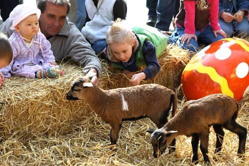 Tierpark hellabrunn: Junge Zicklein streicheln - da schlägt das Herz der Kinder höher.