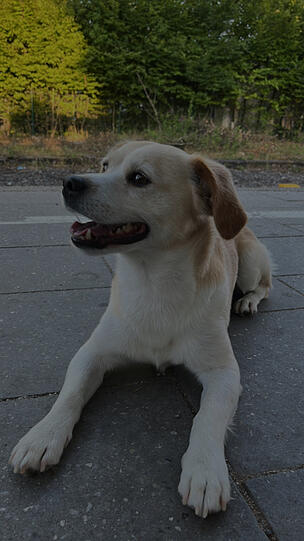 Laki ist ein kroatischer Straßenhund und hat als Welpe immer in einem Schuh draussen geschlafen. Er ist ein Muttersöhnchen ein picky eater und eine kleine Diva würde keiner Fliege was zu leide tun oft sehr schreckhaft aber voller Freude Und rammelt alles was nicht bei drei auf nem baum ist.