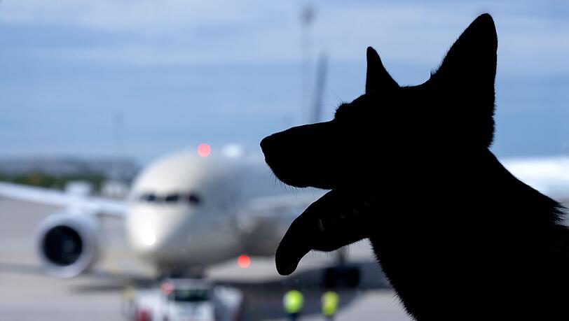 In Italien sind gro&szlig;e Hunde an Bord von Flugzeugen nun erlaubt. (Symbolbild)