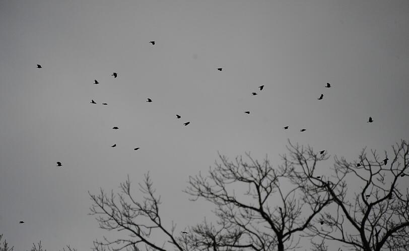 Von Pasing bis Feldmoching, im Englischen Garten oder in den Stadtparks: Krähen-Ansturm auf München.