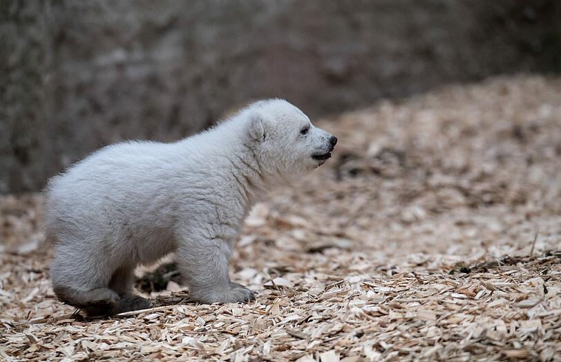 Knuddel-Alarm in Hellabrunn: Das kleine Eisbärbaby wagt sich heute zum ersten Mal ins Freigehege.