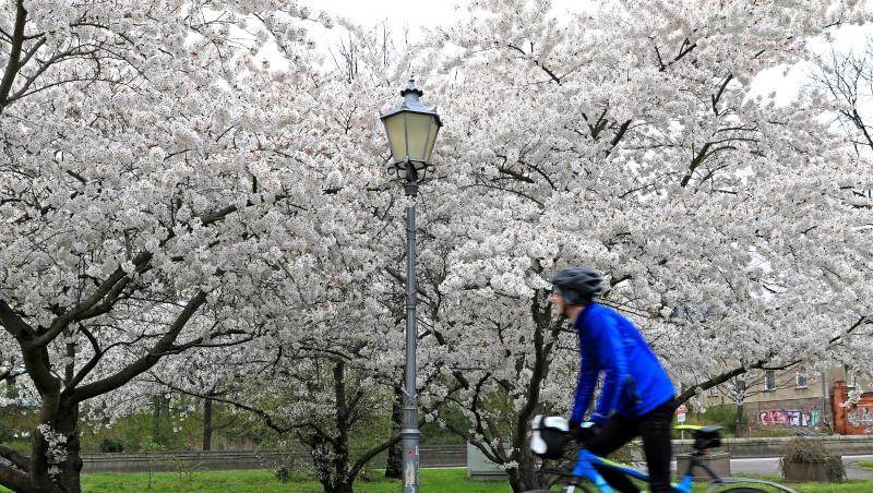 Ein Radfahrer fährt an einer wilden Kirsche vorbei.