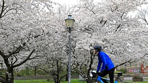 Ein Radfahrer fährt an einer wilden Kirsche vorbei.
