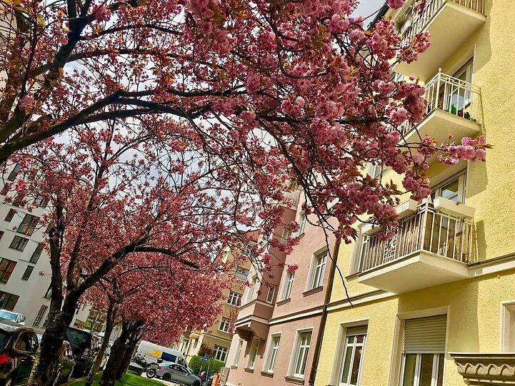 Eine ganze Allee im rosaroten Blütenrausch verzaubert gerade die Agnesstraße.
