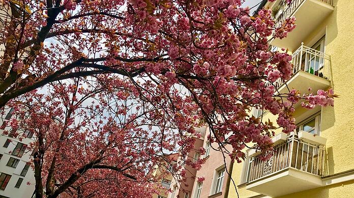 Eine ganze Allee im rosaroten Blütenrausch verzaubert gerade die Agnesstraße.