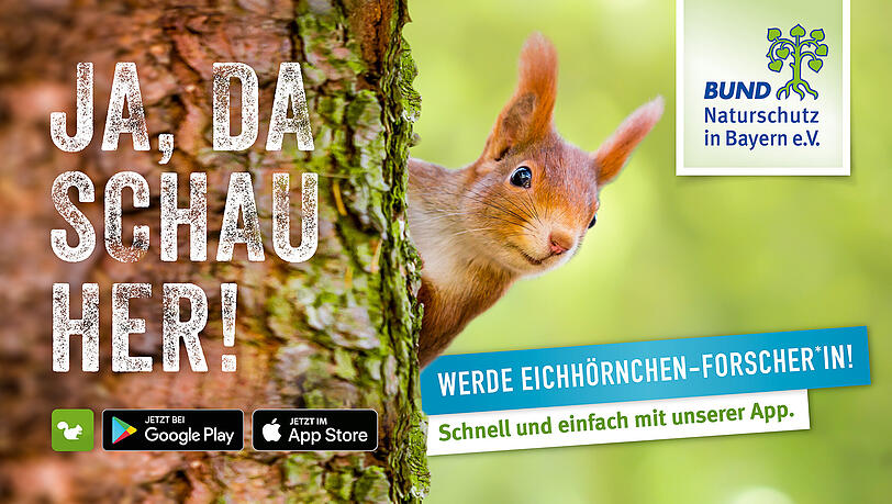Eichhörnchen erforschen, geht ganz einfach mit der App. Eichhörnchen erforschen, geht ganz einfach mit der App.
