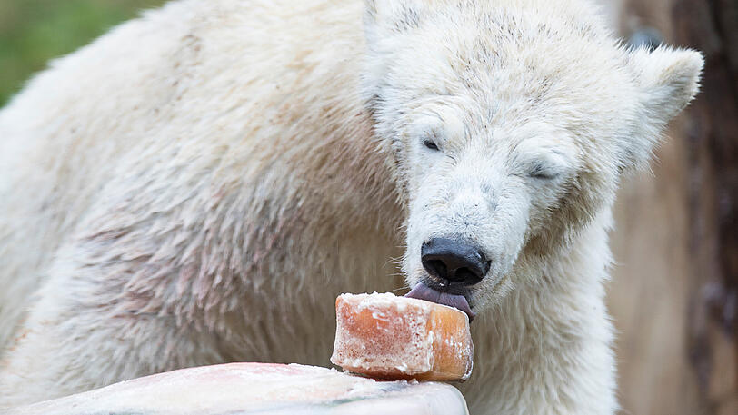 Hellabrunns Eisbär-Mädchen Quintana feierte am Dienstag ihren ersten Geburtstag. Inklusive Geschenken und Torte. Die Bilder.