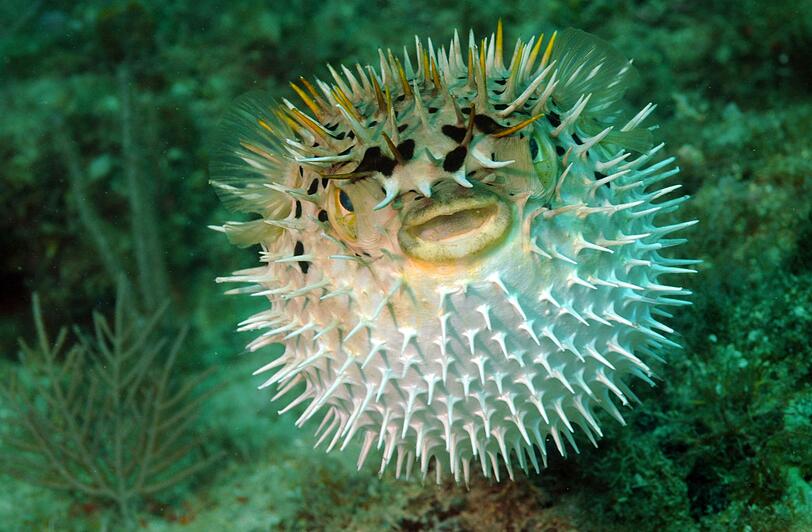 Eigentlich ein scheues Unterwassertier, bläht der Kugelfisch sich bei Gefahr auf. Die spitzen Stacheln können dann schwere Verletzungen verursachen, aber noch gefährlicher ist ihr Nervengift Tetrodotoxin. In China und Japan werden die Fische dennoch als Delikatesse gehandelt. Aber verspeisen sollte man die Fische nur, wenn zertifizierte Fugu-Köche ihn zubereitet haben. Eigentlich ein scheues Unterwassertier, bläht der Kugelfisch sich bei Gefahr auf. Die spitzen Stacheln können dann schwere Verletzungen verursachen, aber noch gefährlicher ist ihr Nervengift Tetrodotoxin. In China und Japan werden die Fische dennoch als Delikatesse gehandelt. Aber verspeisen sollte man die Fische nur, wenn zertifizierte Fugu-Köche ihn zubereitet haben.