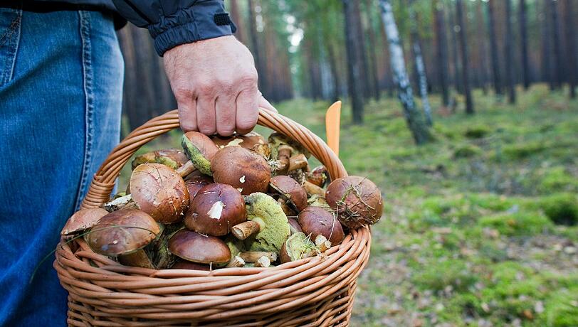 Ein Traum für jeden Schwammerl-Sucher: Ein Korb gefüllt mit Maronenröhrlingen.