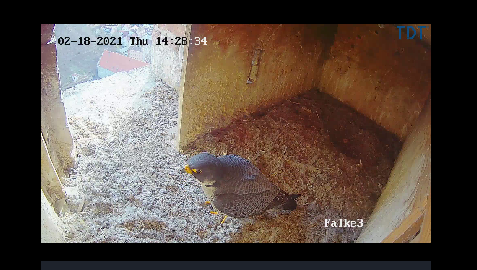 Am Donnerstag erwischen wir den Falken im Nest.