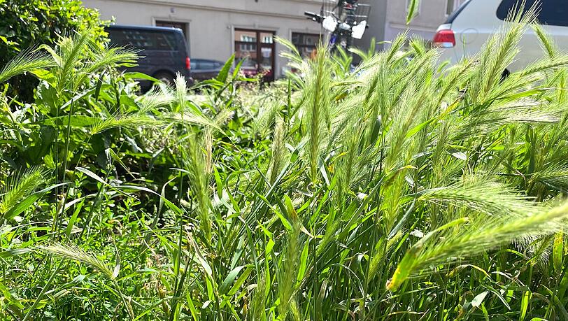 Auch auf dieser kleinen Grüninsel an der Belgradstraße, . . . Auch auf dieser kleinen Grüninsel an der Belgradstraße, . . .