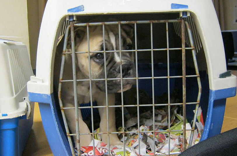 Eins der Hundewelpen, die im Kofferraum des Wagens gefunden wurden. Die Boxen waren völlig mit Kot verunreinigt, die Tiere verwahrlost und unterernährt.