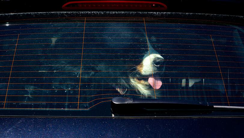 Achtung Hundebesitzer: Vierpföter sollten bei Hitze nicht im geschlossenen Auto bleiben. (Symbolbild) Achtung Hundebesitzer: Vierpföter sollten bei Hitze nicht im geschlossenen Auto bleiben. (Symbolbild)