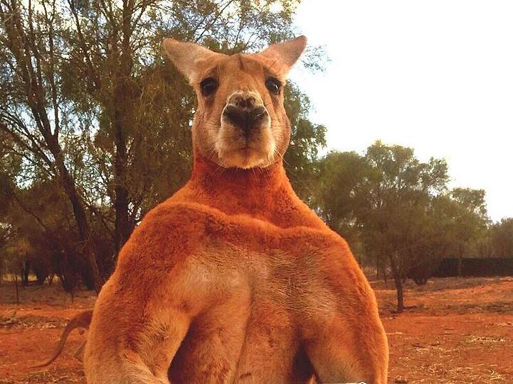 Australien trauert um sein berühmtestes Känguru Roger. Das mehr als zwei Meter große und 90 Kilogramm schwere Tier wurde zwölf Jahre alt.