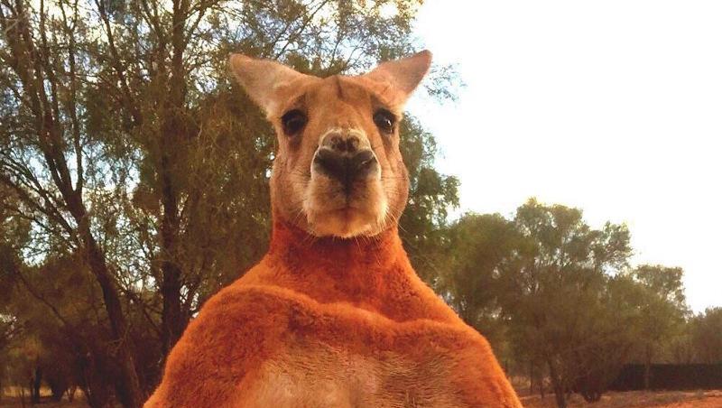 Australien trauert um sein berühmtestes Känguru Roger. Das mehr als zwei Meter große und 90 Kilogramm schwere Tier wurde zwölf Jahre alt. Australien trauert um sein berühmtestes Känguru Roger. Das mehr als zwei Meter große und 90 Kilogramm schwere Tier wurde zwölf Jahre alt.