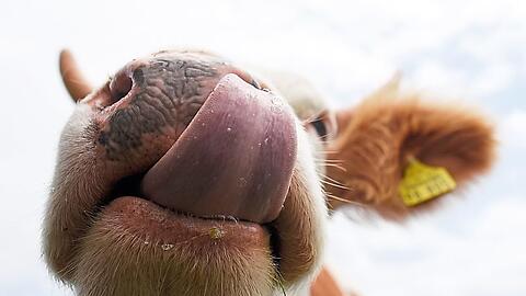 Der kuriose Kuh-Streit landete vor Gericht.