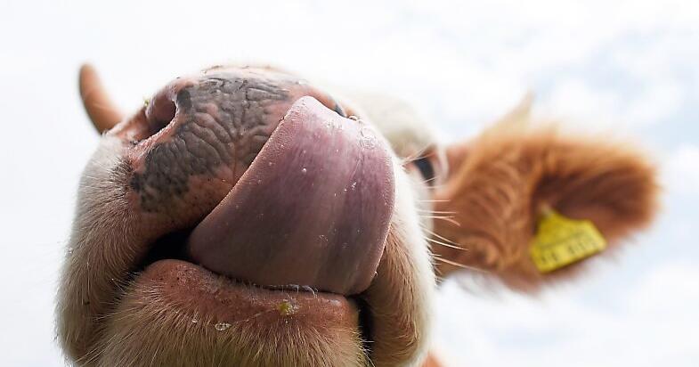 Schleimspur-und-Riesen-Dellen-Kuh-Attacke-auf-Urlauber-Autos-am-Spitzingsee-