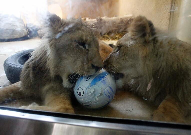 Zwei einjährige Löwenjungs wohnen seit einigen Tagen im Tierpark Hellabrunn. Und der TSV 1860 hat für sie eine Patenschaft übernommen. Klicken Sie durch die besten Aufnahmen von den verspielten Tieren!