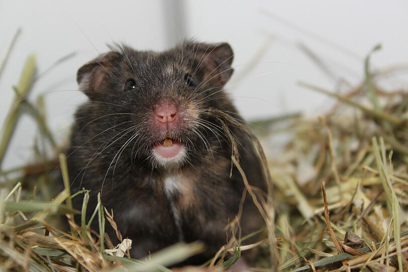 Dieser Hamster wartet zusammen mit 66 Artgenossen im Tierheim Riem auf einen neuen Besitzer.