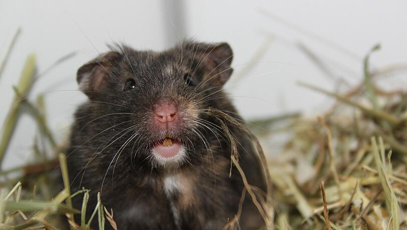 Dieser Hamster wartet zusammen mit 66 Artgenossen im Tierheim Riem auf einen neuen Besitzer. Dieser Hamster wartet zusammen mit 66 Artgenossen im Tierheim Riem auf einen neuen Besitzer.