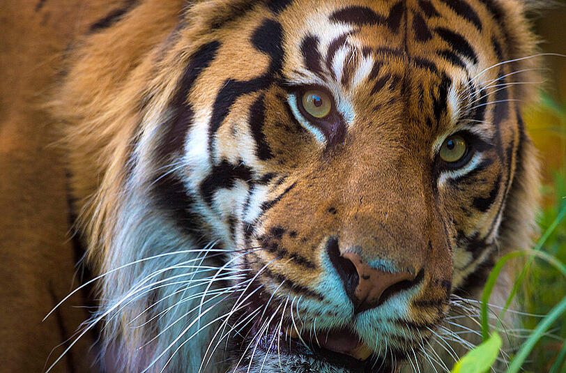 Ein Pfleger misst einen Tiger im Londoner Zoo.