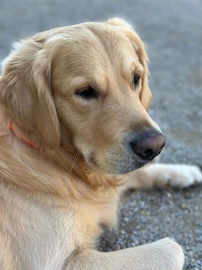 Lucien: Mein Hund schafft es traurigen Menschen ein Lächeln ins Gesicht zu zaubern.