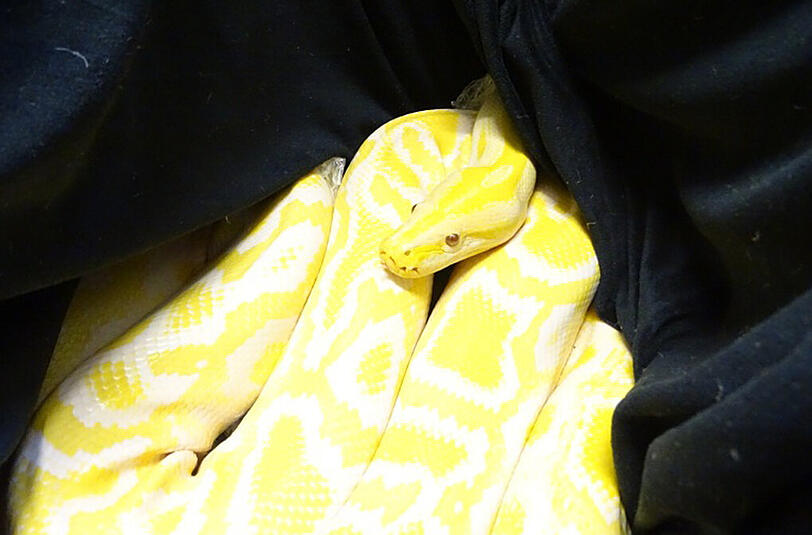 Ein extrem seltener Albino-Tigerpython.