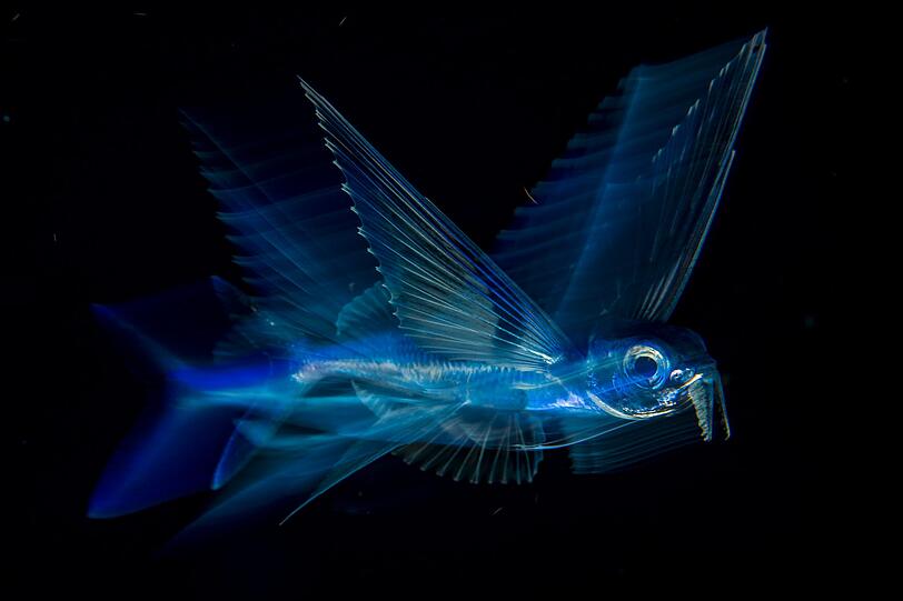 "Flying Fish in Motion" von Michael Patrick O'Neill.