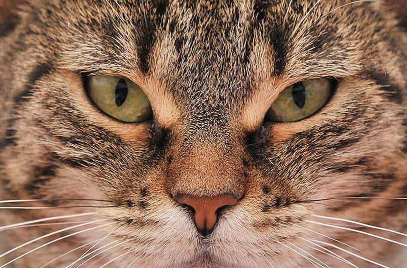Tot oder lebendig? Das ist die Frage bei Schrödingers Katze.