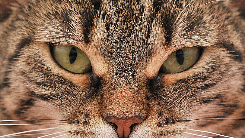 Tot oder lebendig? Das ist die Frage bei Schrödingers Katze. Tot oder lebendig? Das ist die Frage bei Schrödingers Katze.