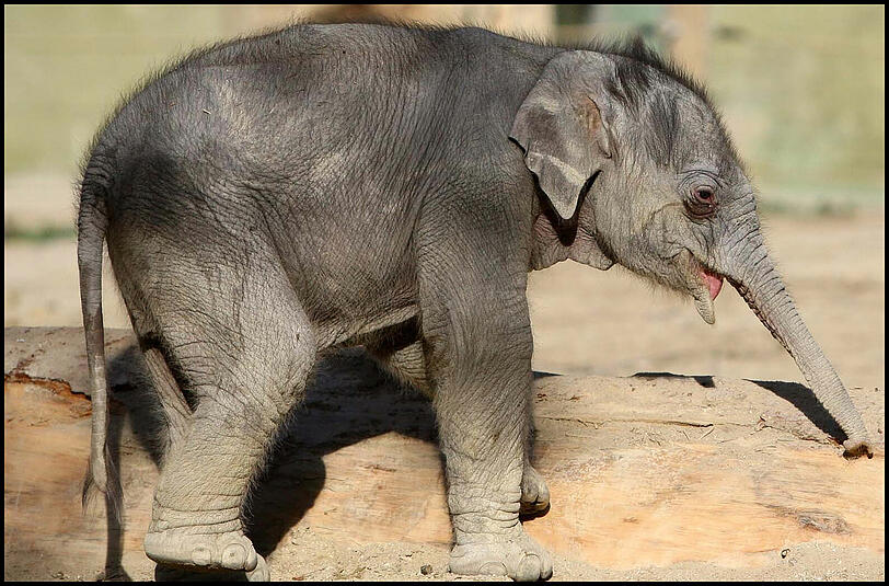 Ein Blutgerinsel im Herz hatte sich bei Elefant Lola festgesetzt. Münchens beliebtestes Elefanten-Baby sirbt am 21. Januar auf dem OP-Tisch an Herz-Kreislauf-Versagen.