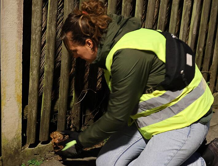 Abgesetzt werden die Tiere auf der anderen Straßenseite vor den Gartenzäunen. Denn dahinter wartet der langersehnte Gartenteich.