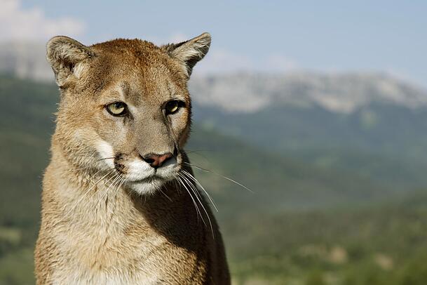 Eigentlich unter anderem in Nordamerika beheimatet: der Puma, auch Berglöwe genannt. (Symbolbild) Eigentlich unter anderem in Nordamerika beheimatet: der Puma, auch Berglöwe genannt. (Symbolbild)