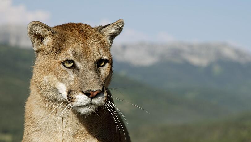 Eigentlich unter anderem in Nordamerika beheimatet: der Puma, auch Berglöwe genannt. (Symbolbild) Eigentlich unter anderem in Nordamerika beheimatet: der Puma, auch Berglöwe genannt. (Symbolbild)
