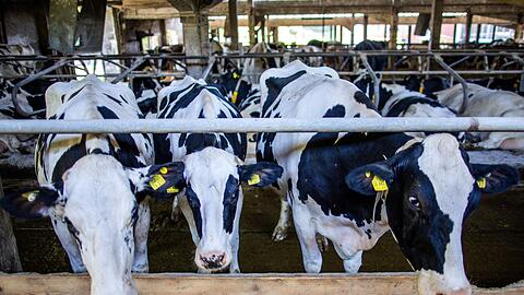 Preissenkungen für Milchprodukte bereiten vielen Landwirten Sorgen. (Archivbild)