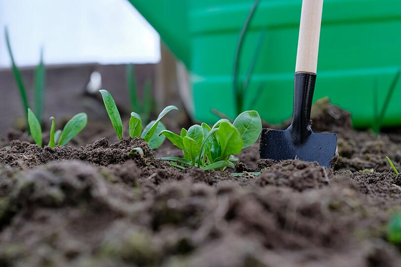 Auch dafür ist der September der perfekte Monat: zur Aussaat oder Pflanzung von Wintergemüse. Feldsalat, Spinat, Weißkohl und andere Wintergemüsesorten kommen mit niedrigen Temperaturen gut zurecht. Damit die Ernte im Herbst und Winter reichlich ausfällt, sollte der Boden nährstoffreich und der Standort sonnig sein. Auch dafür ist der September der perfekte Monat: zur Aussaat oder Pflanzung von Wintergemüse. Feldsalat, Spinat, Weißkohl und andere Wintergemüsesorten kommen mit niedrigen Temperaturen gut zurecht. Damit die Ernte im Herbst und Winter reichlich ausfällt, sollte der Boden nährstoffreich und der Standort sonnig sein.