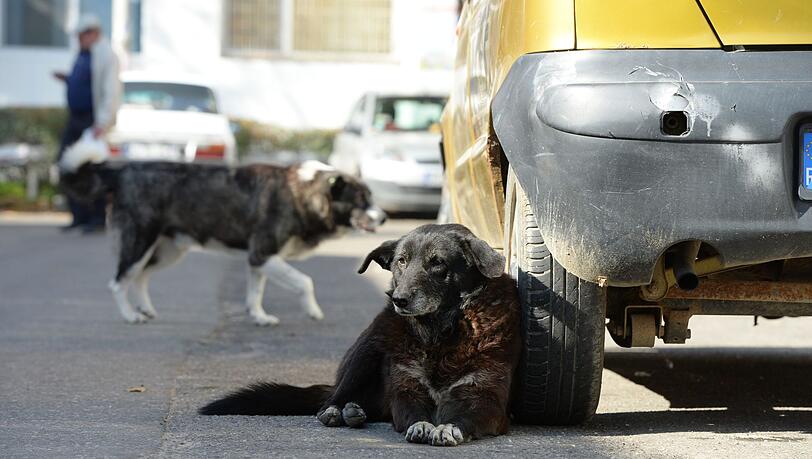 Ein Straßenhund in Pitesti (Rumänien) am 21.10.2013.