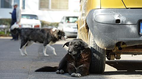 Ein Straßenhund in Pitesti (Rumänien) am 21.10.2013.