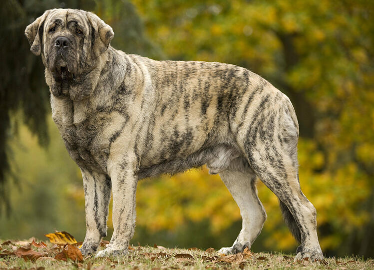 Kategorie 2: Spanischer Mastiff