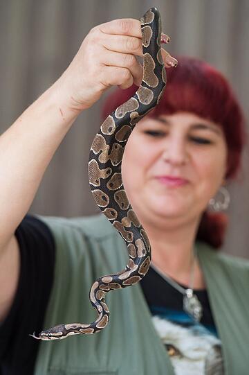 Diese Python haben Kinder auf einem Bolzplatz in Straubing gefunden. Tierpark-Mitarbeiterin Helga Hartl hat das Tier in der Hand.