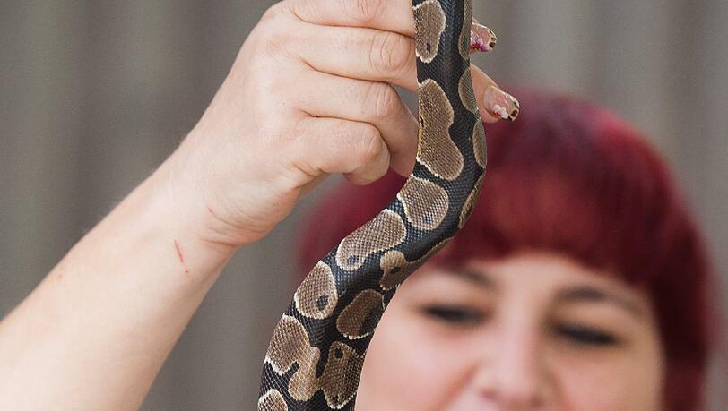 Diese Python haben Kinder auf einem Bolzplatz in Straubing gefunden. Tierpark-Mitarbeiterin Helga Hartl hat das Tier in der Hand. Diese Python haben Kinder auf einem Bolzplatz in Straubing gefunden. Tierpark-Mitarbeiterin Helga Hartl hat das Tier in der Hand.